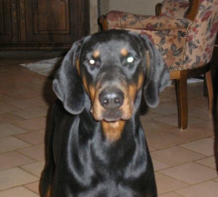 Verone du Clos des Noires Damoiselles | Black Doberman Pinscher