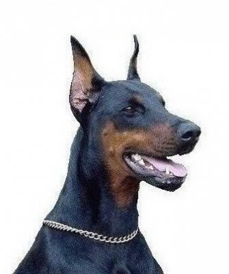 Nohra du Domaine du Rougewald | Black Doberman Pinscher