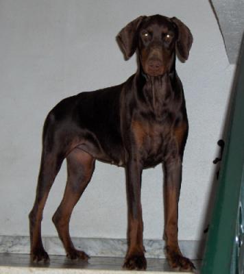 Valium des Collines du Mordor | Brown Doberman Pinscher