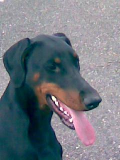 Chivas Devill des Creps Fleuris | Black Doberman Pinscher