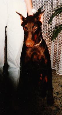 Doriane de la Vallee de la Tendresse | Brown Doberman Pinscher