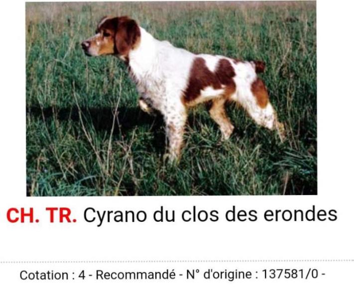 CYRANO du clos des erondes | Brittany 