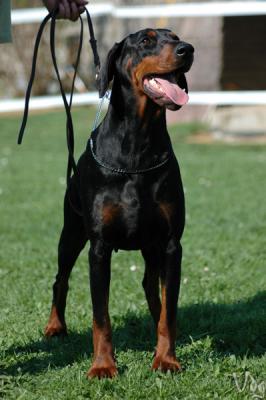 Venus du Clos du Baron Rouge | Black Doberman Pinscher