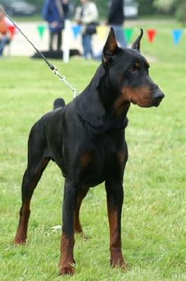 Baron du Domaine Winkam | Black Doberman Pinscher