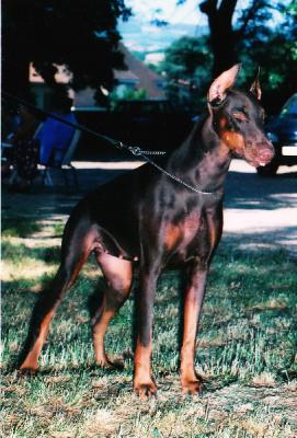 Makeelaoro des Voies de Celeste | Brown Doberman Pinscher