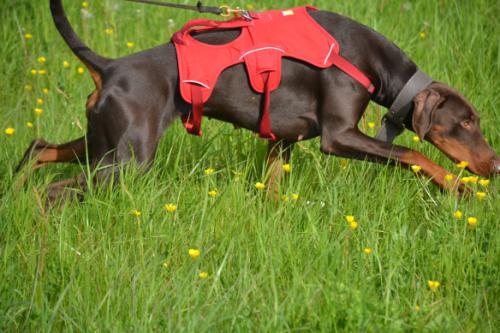 Hope v. Engelhardt | Brown Doberman Pinscher