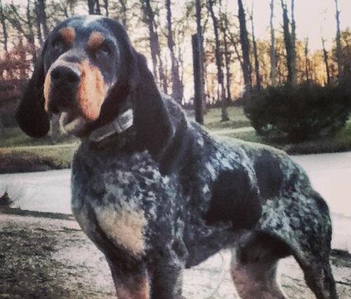 Blue Midnight Zeus | Bluetick Coonhound 