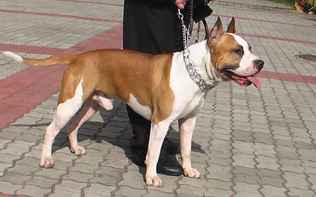 DZIP | American Staffordshire Terrier 