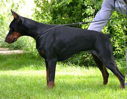 Duna del Valle de las Aguilas | Black Doberman Pinscher