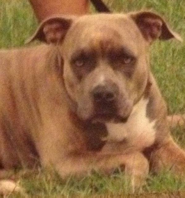Five-O mo-I pua | American Staffordshire Terrier 