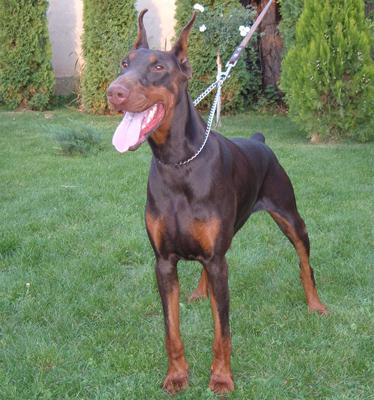 Lea od Stevanovica | Brown Doberman Pinscher