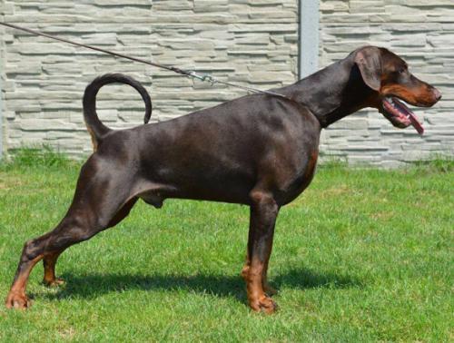 Hugo Boss Passo Doble | Brown Doberman Pinscher