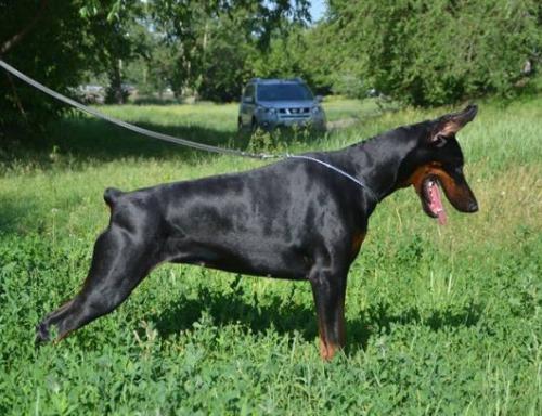 Lavanda iz Gratsiano | Black Doberman Pinscher