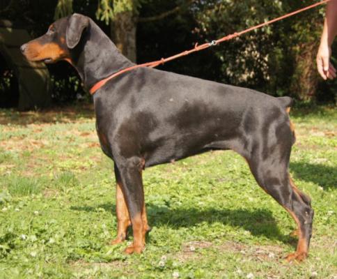 Naia My Love des San Marin | Black Doberman Pinscher