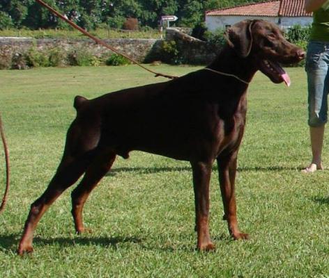 Hioden Haeon del Jardin de Elfos | Brown Doberman Pinscher