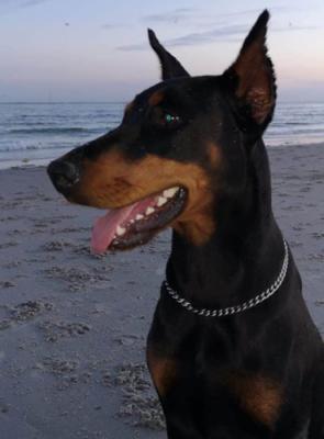 Faya v. Belic House | Black Doberman Pinscher