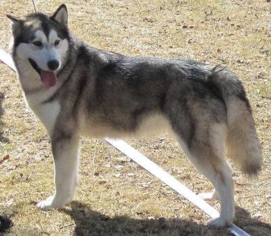 Najanin's Snowrider Oceana | Alaskan Malamute 