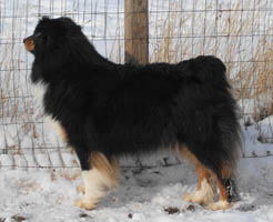 Tailstar's Serenade | Australian Shepherd 