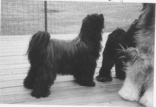 MALISHAR'S JAMBHALA TSAN-TE | Tibetan Terrier 