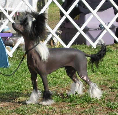 Kulana's Standing Ovation | Chinese Crested 