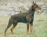 Kiljon Kenaz v. Diaspora | Brown Doberman Pinscher