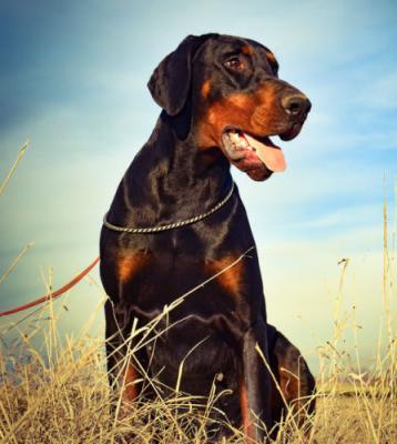 Una di Altobello | Black Doberman Pinscher