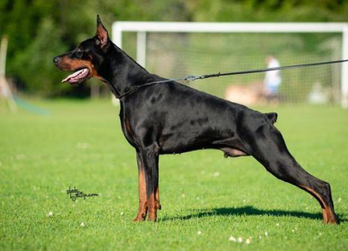 Nico Ginga House | Black Doberman Pinscher