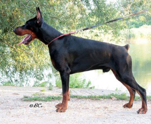 Isar Inos v. Ashanti | Black Doberman Pinscher