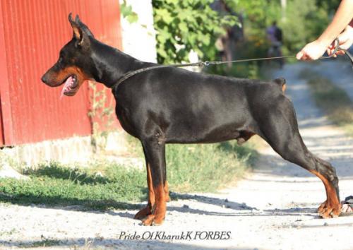 Pride of Kharukk Forbes | Black Doberman Pinscher