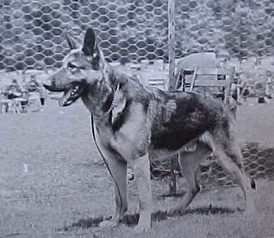 Arras aus der Stadt Velbert | German Shepherd Dog 