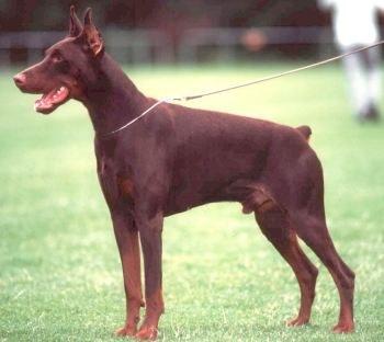 Icaro di Villa Castelli | Brown Doberman Pinscher