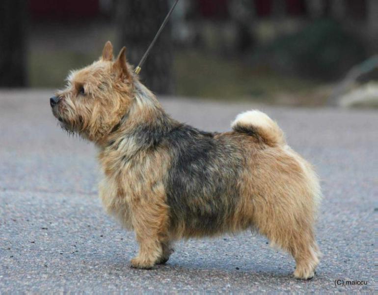 North Witch Betterbee | Norwich Terrier 