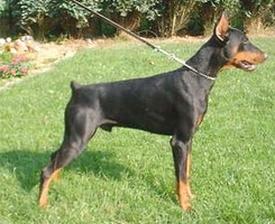 Xdubcek des Fribons d'Ebene | Black Doberman Pinscher