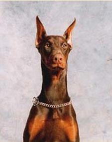 Ykaria des Fripons d'Ebene | Brown Doberman Pinscher