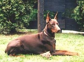 Yllich des Fripons d'Ebene | Brown Doberman Pinscher