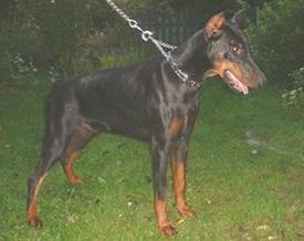 Carlo des Fripons d'Ebene | Black Doberman Pinscher