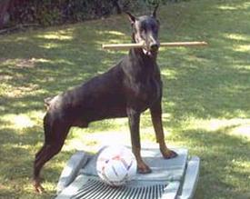 Capone des Fripons d'Ebene | Black Doberman Pinscher