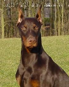 Bruna des Fripons d'Ebene | Brown Doberman Pinscher