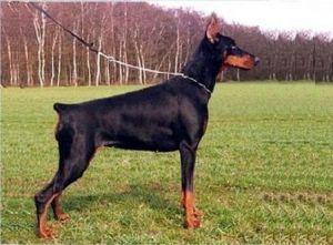 Gravin Isis v. Neêrlands Stam (NHSB 1797306) | Black Doberman Pinscher