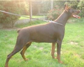 Zaphir des Fripons d'Ebene | Brown Doberman Pinscher