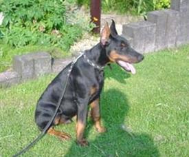 Zoran des Fripons d'Ebene | Black Doberman Pinscher