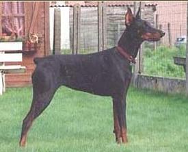 Ybiza des Fripons d'Ebene | Black Doberman Pinscher