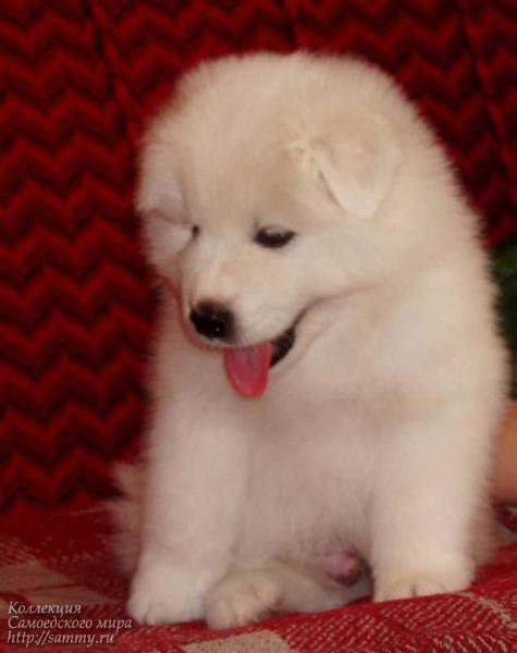 Beloe Chudo Frol | Samoyed 