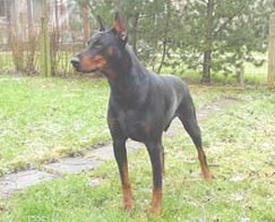 Vayan des Fripons d'Ebene | Black Doberman Pinscher