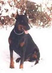 Urby des Fripons d'Ebene | Black Doberman Pinscher