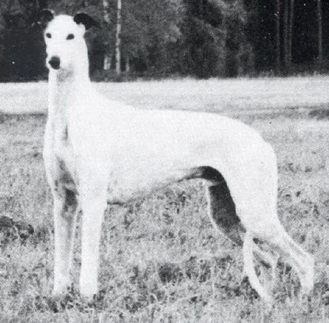 Honey Classic White Elephant | Greyhound 