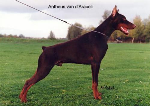 Antheus v. d'Araceli | Brown Doberman Pinscher