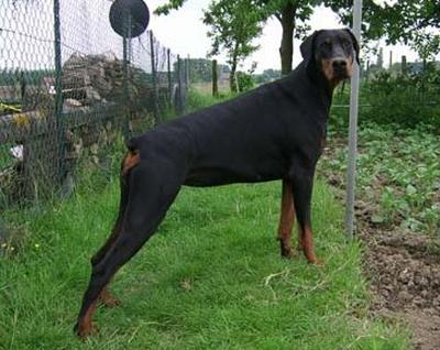 Evita des Fripons d'Ebene | Black Doberman Pinscher