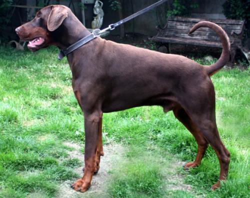 Number One Nesquick v. Crowded House | Brown Doberman Pinscher