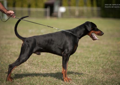 Xavi de Gipeuca | Black Doberman Pinscher